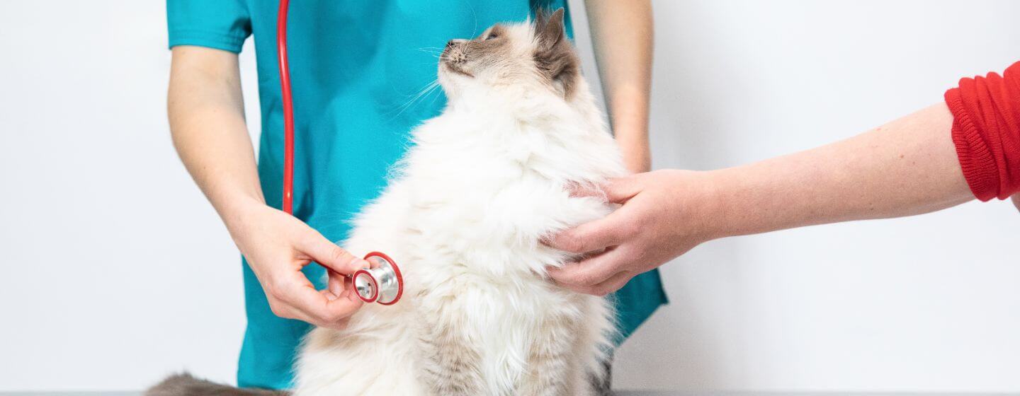 Fluffy cat being checked by a vet.