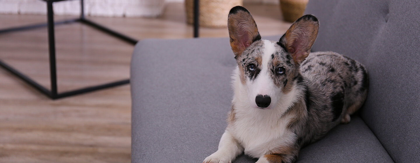 Fear and Anxiety in Dogs | Purina Fear and Anxiety in Dogs | Purina