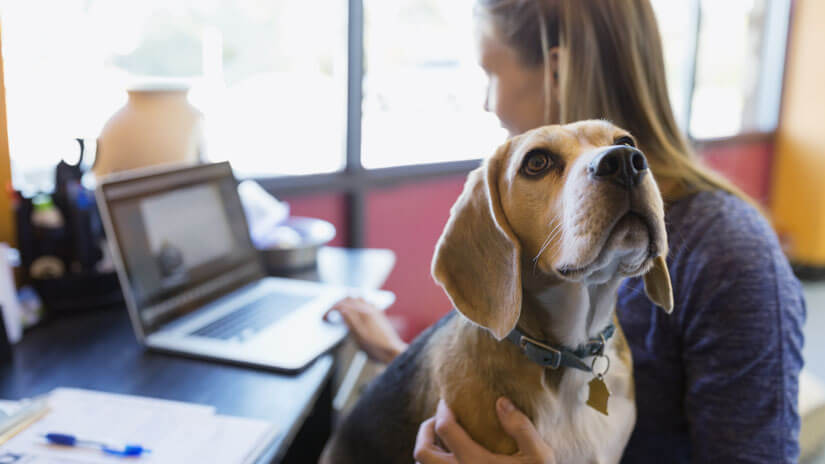 Beagle sat on owners lap whilst she works