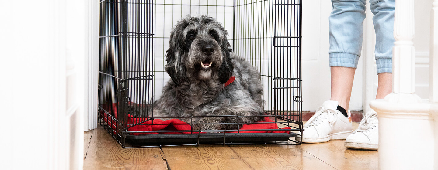 best medicine for dogs with hip dysplasia