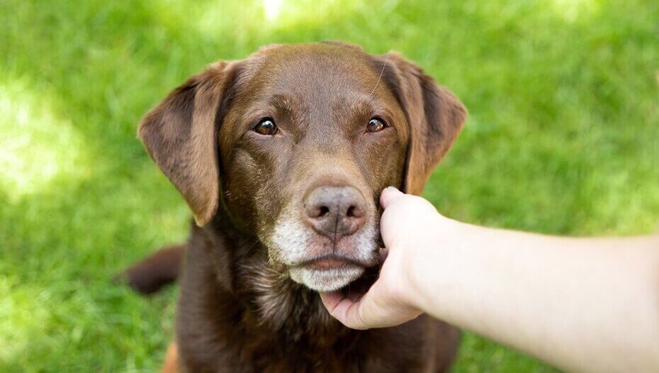 Owner holding the face of an older chocolate labrador