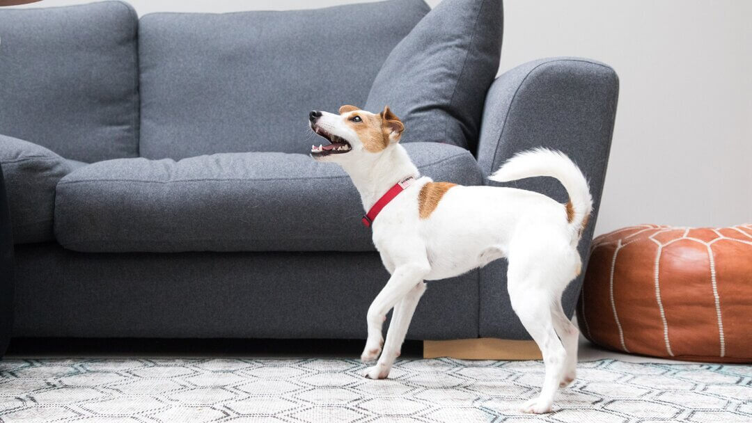 how to stop a nervous dog barking