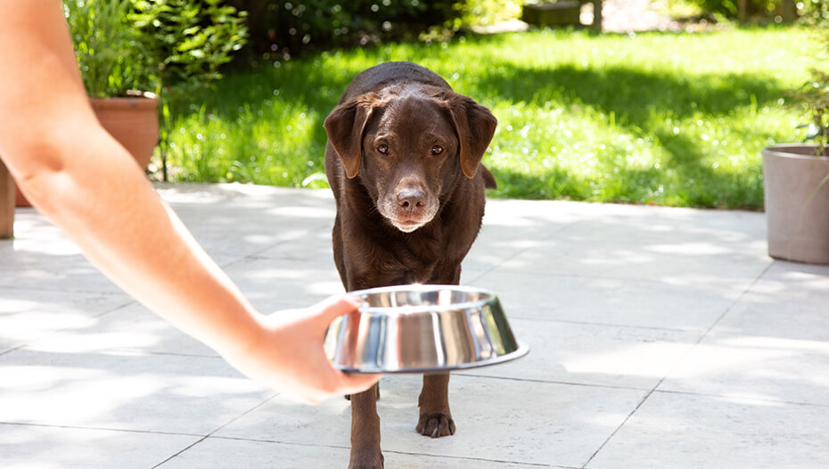 Dog outside walking towards bowl
