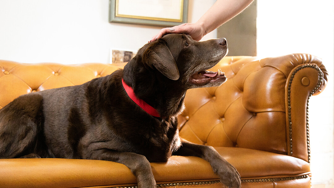 Dog sitting on sofa