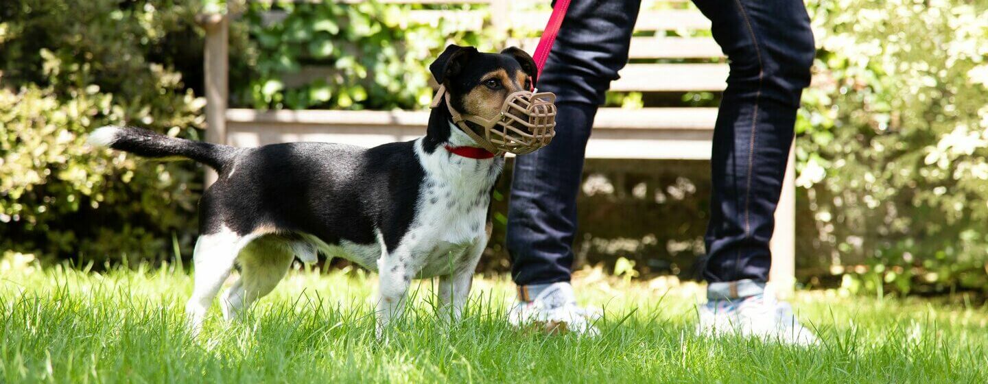 is it a legal requirement to keep a dog on a lead