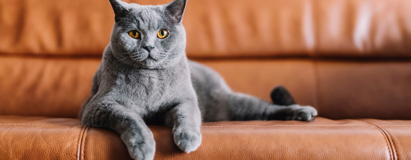 keep cats from under couch