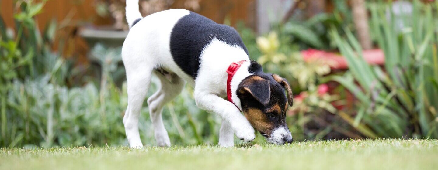 how do you stop a dog from digging in the garden