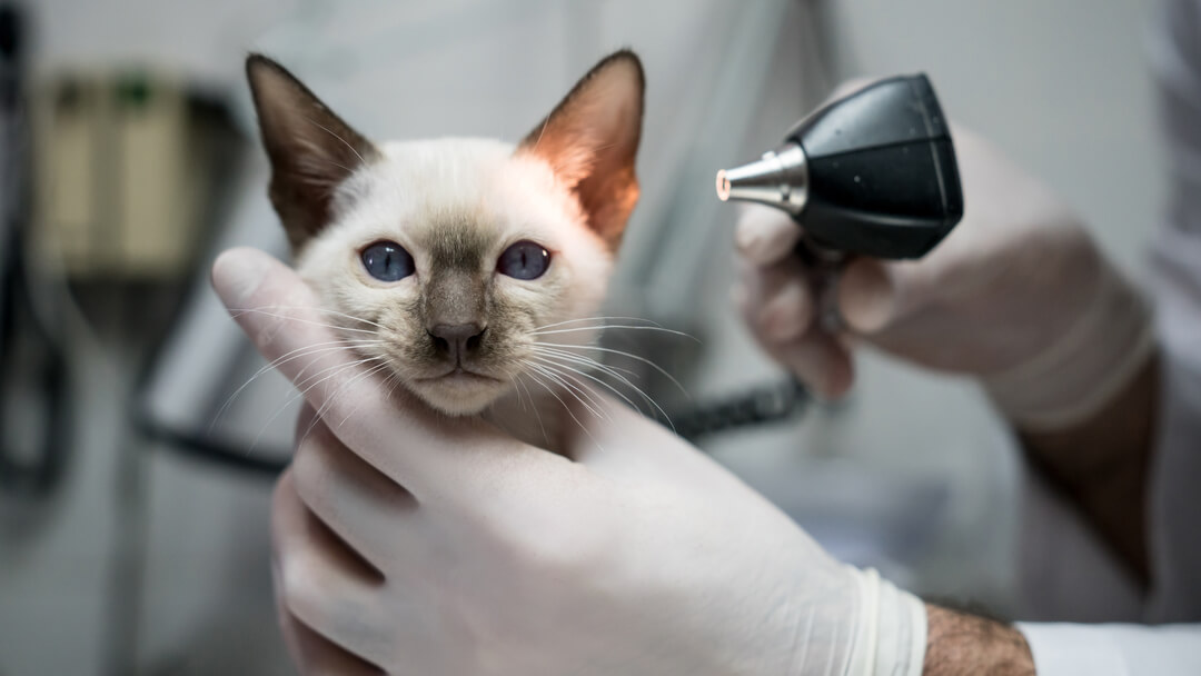 Ear Mites in Cats - Symptoms & Treatment | Purina