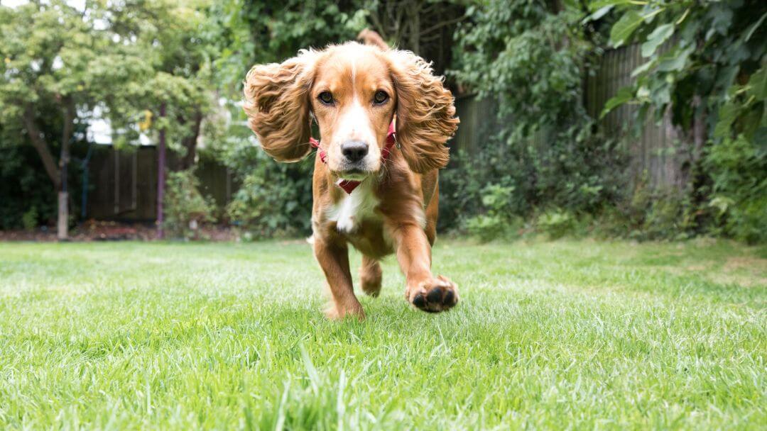 what age do dogs need less exercise