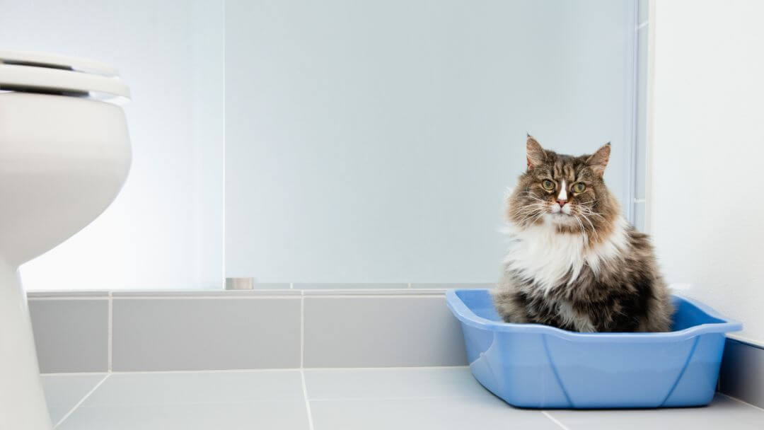 best cat food for constipation uk