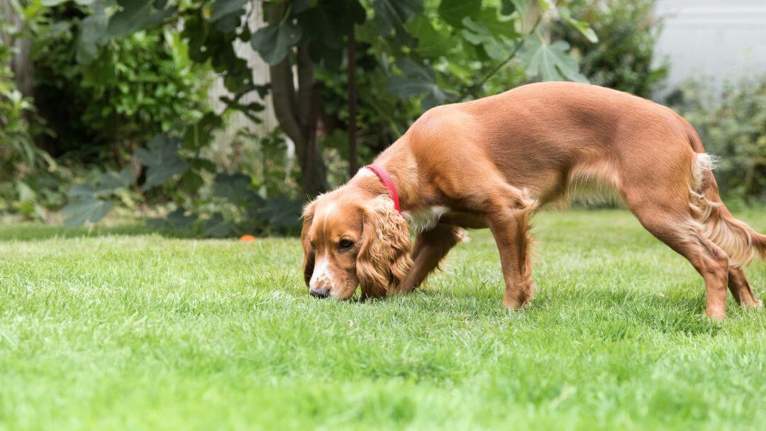 How to Train A Dog to Do Nose Work (And Some Training Ideas) 