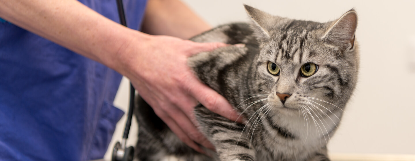 Hyperthyroidism In Cats Everything You Need To Know