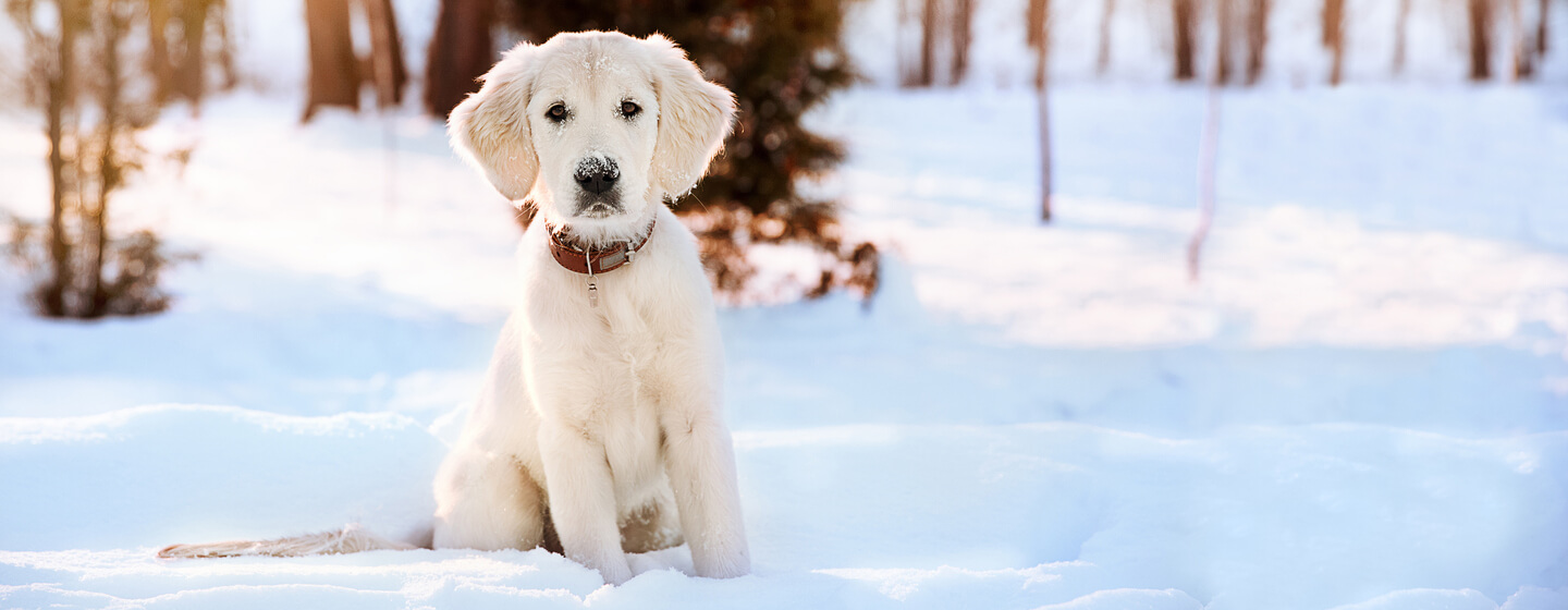 can a puppy die from cold weather