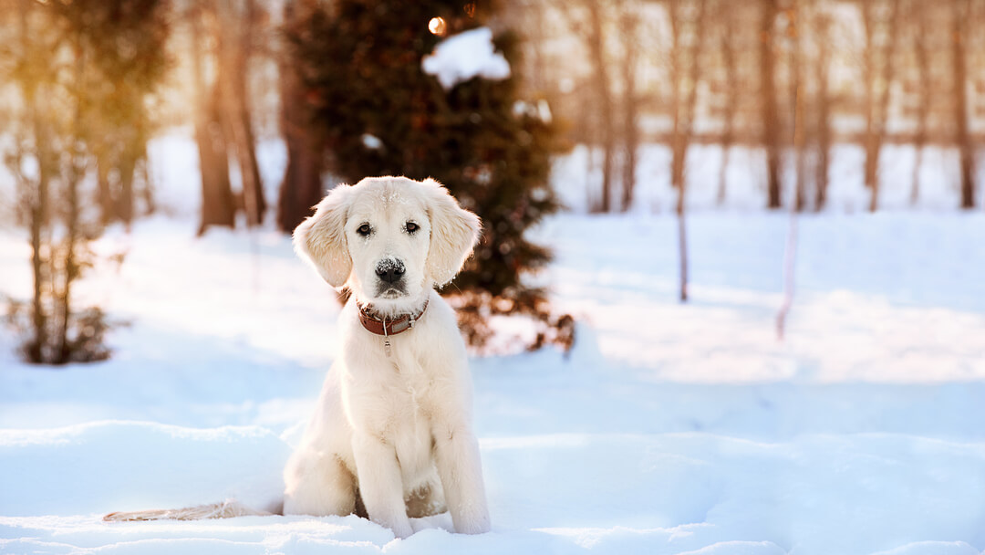 golden retriever puppy sitting in the snow