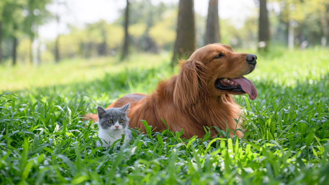 Dogs that are Good with Cats: Finding Canines that Like Felines