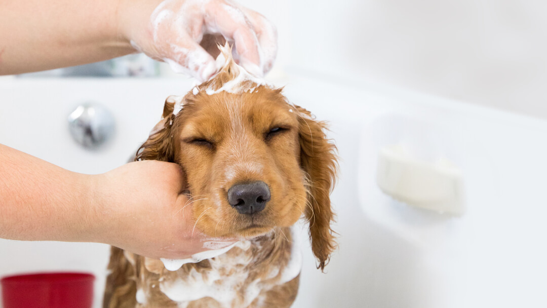 Puppies with Dry Skin - Causes & Treatment | Purina