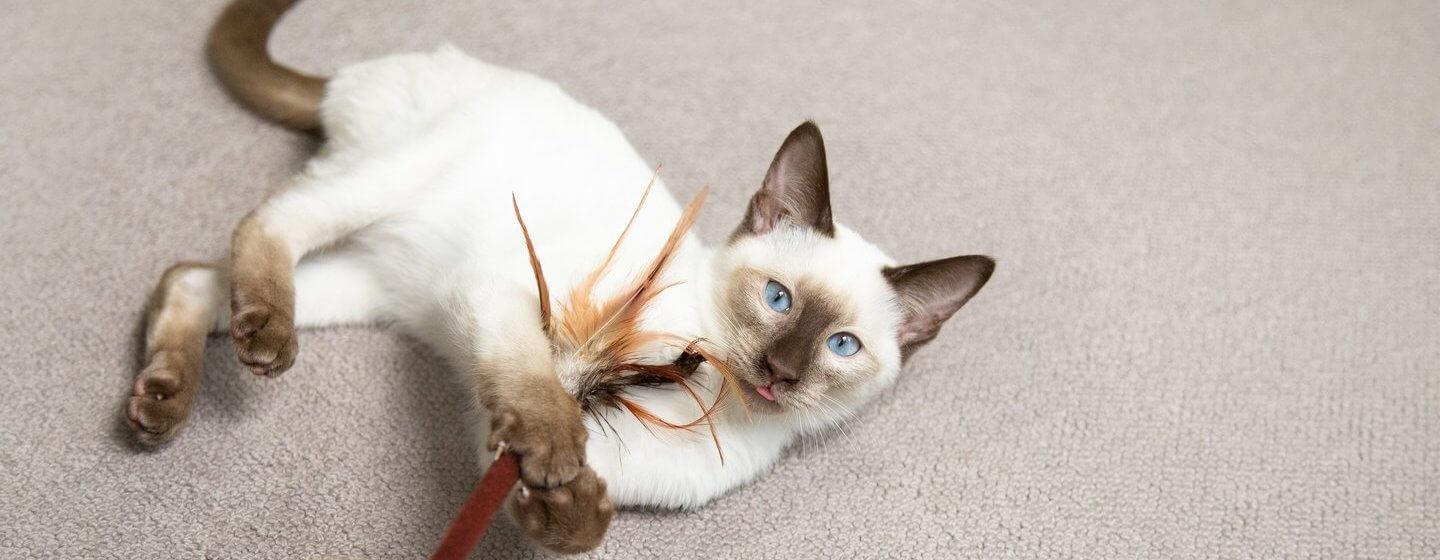 Blue eyed cat playing with feather wand on floor