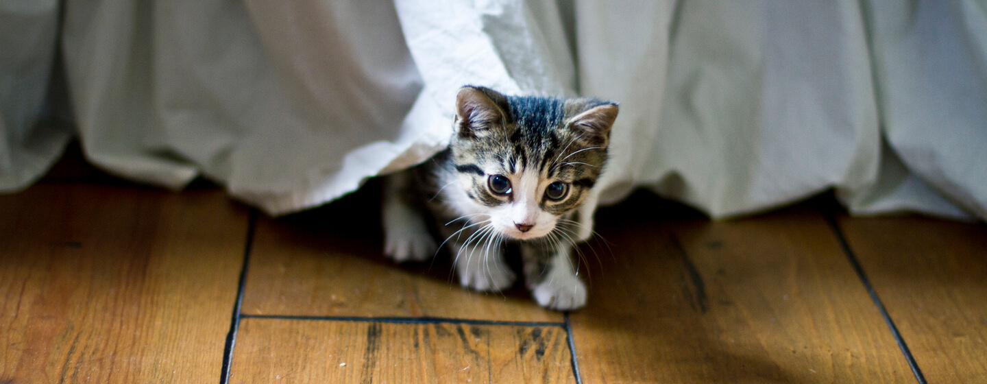 small kitten coming out from under a bed