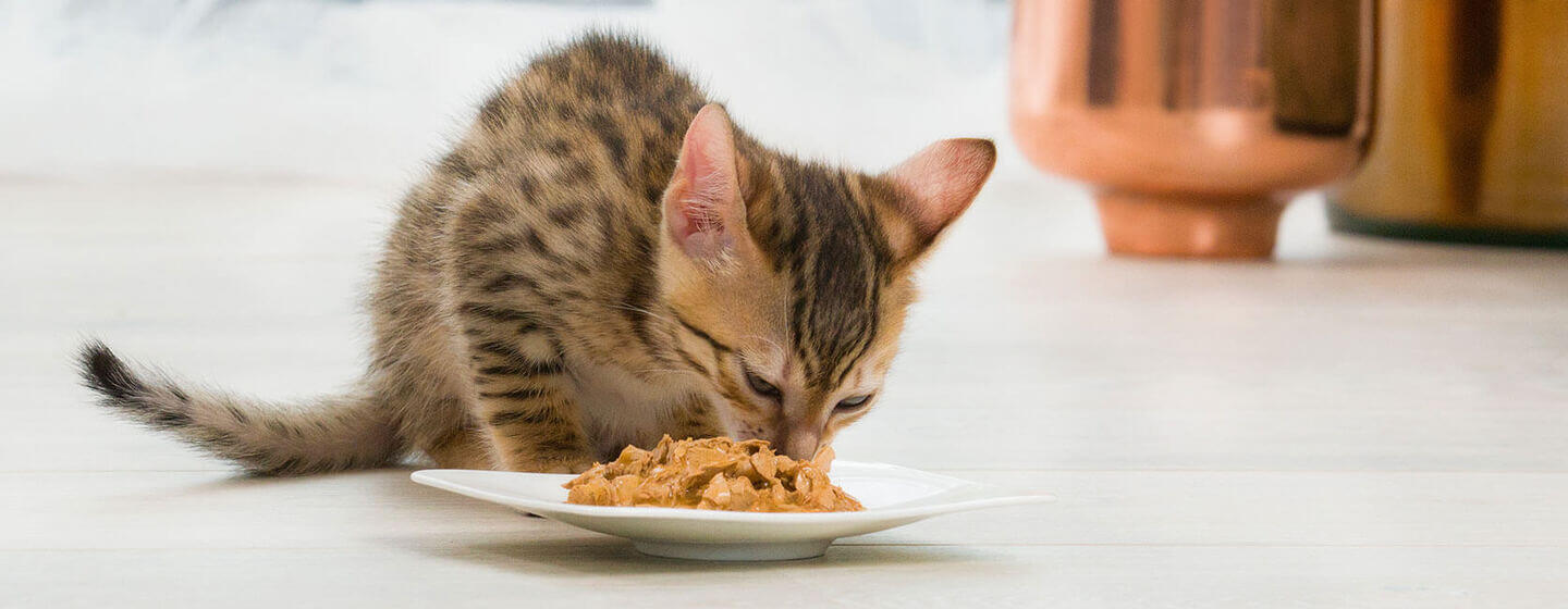 Kitten Teething: Signs & How To Help A Teething Kitten | Purina