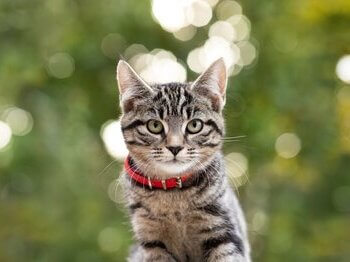 Tabby cat with red collar