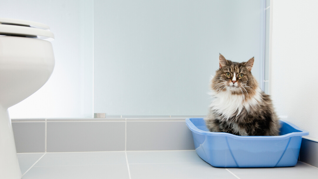 Cat sitting in a litter box