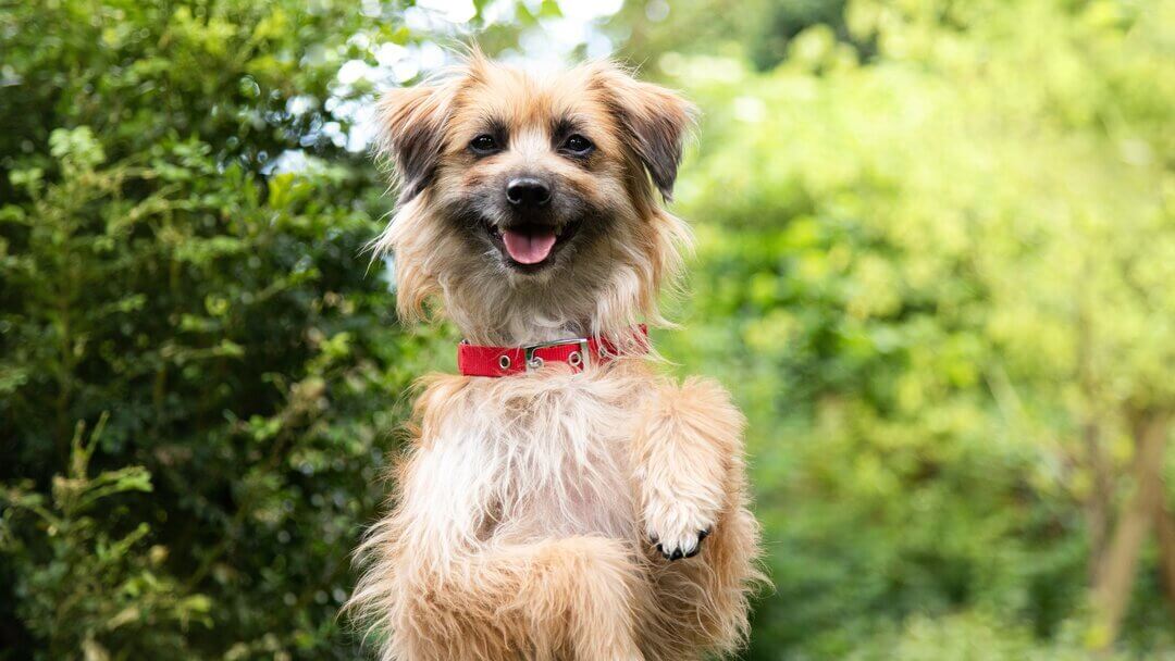 Looking After Your Dog's Claws & Nails | Purina Looking After Your Dog's Claws & Nails | Purina