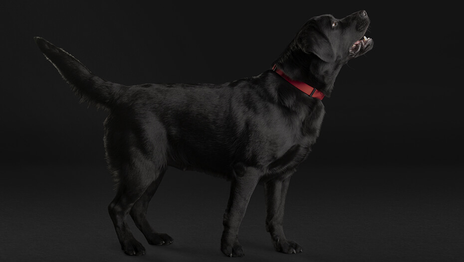 Black labrador