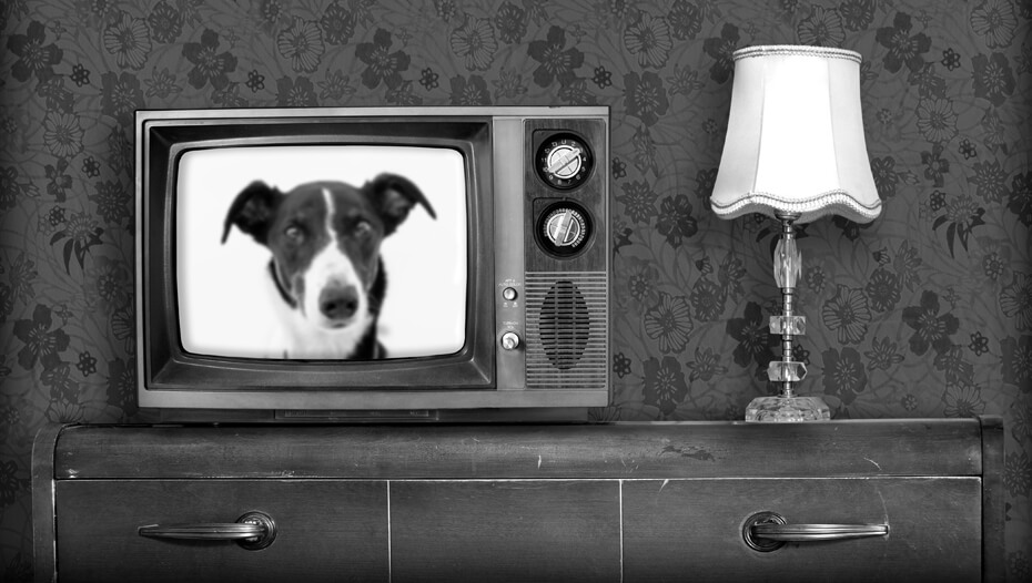 Black and white old tv with dog on