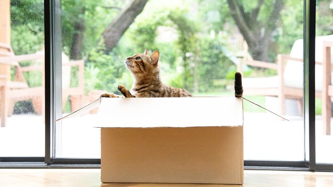Moving House With Your Cat: What You Need to Know | Purina