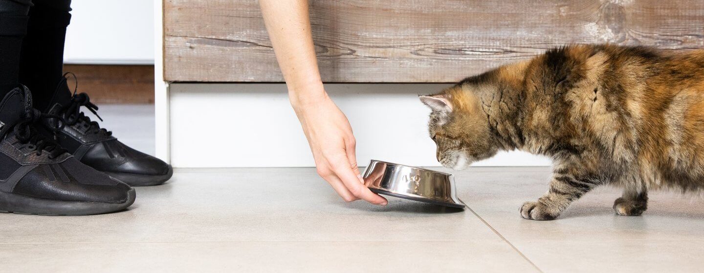 Who Knew? Cats Like to Work for Their Food