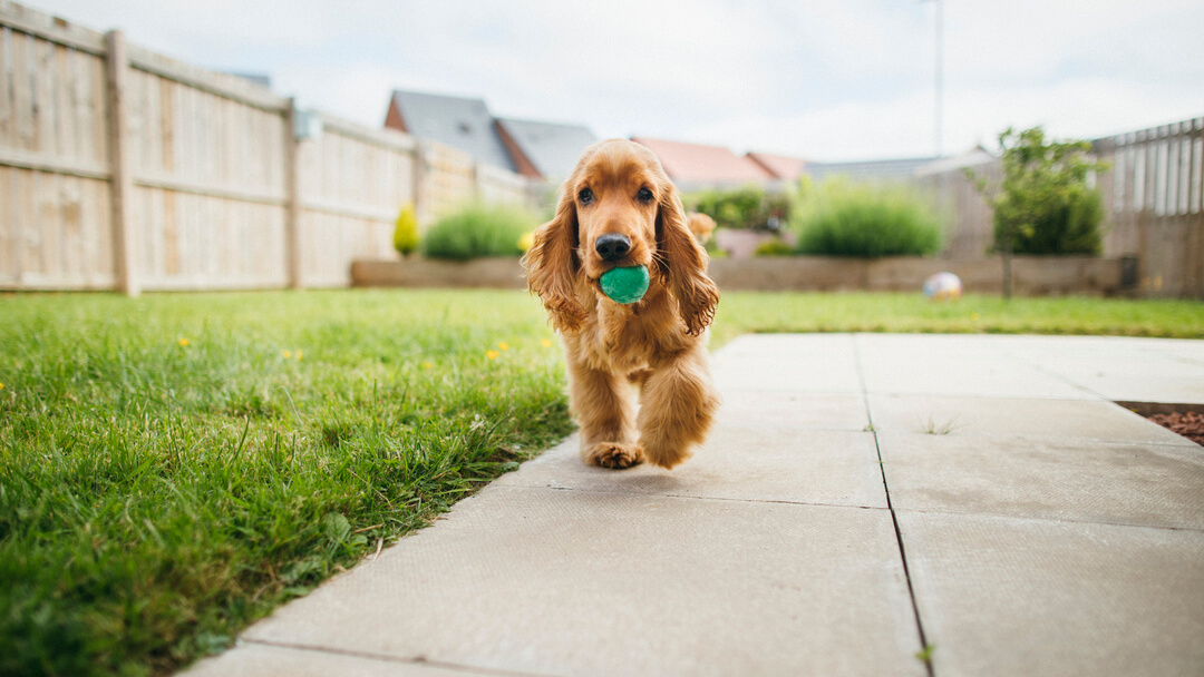 spaniel holding a green ball