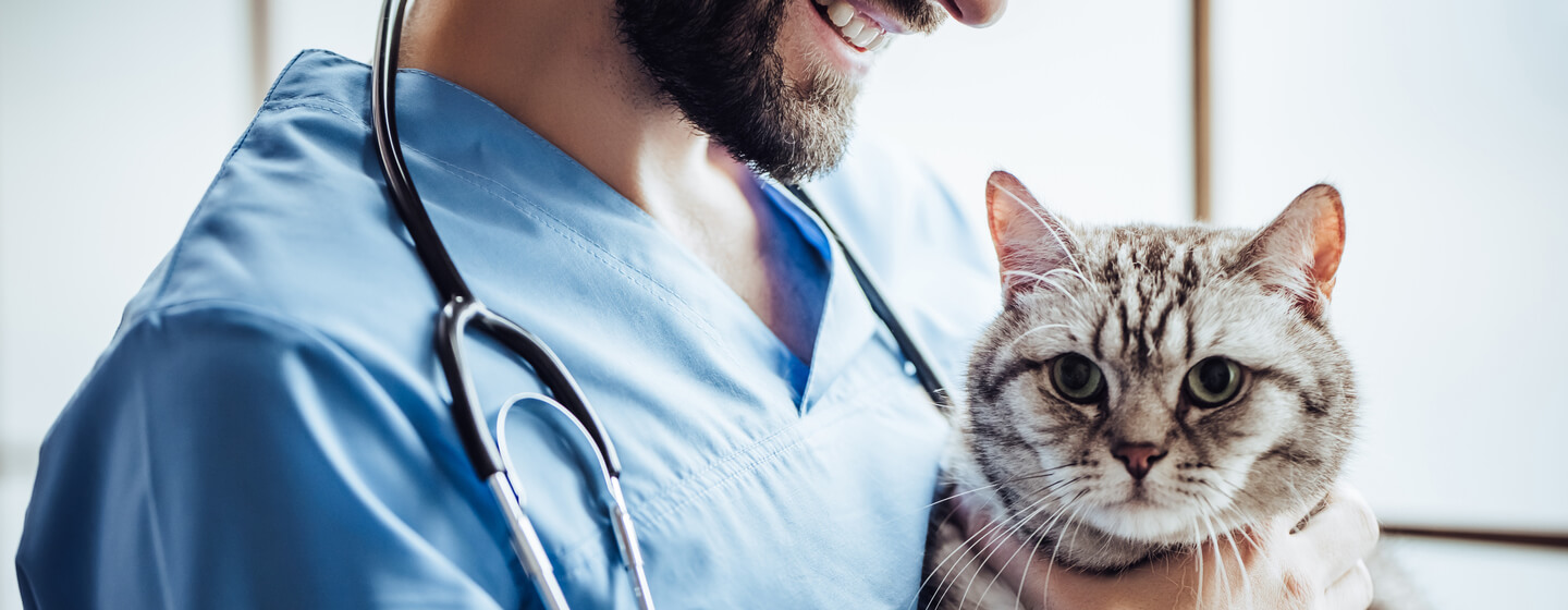 Pancreatitis In Cats What You Need To Know Purina