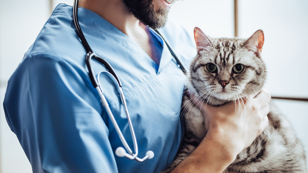 Cat held by vet