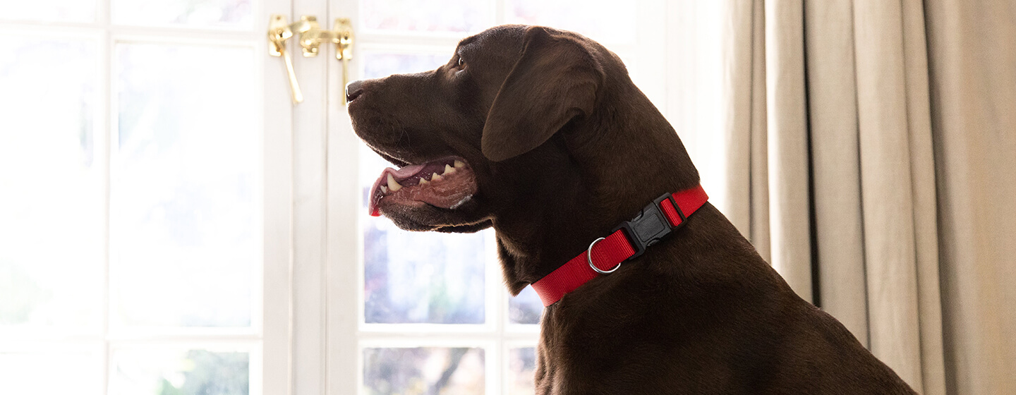 Pancreatitis In Dogs What You Need To Know Purina