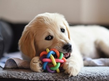 Puppy chewing toy