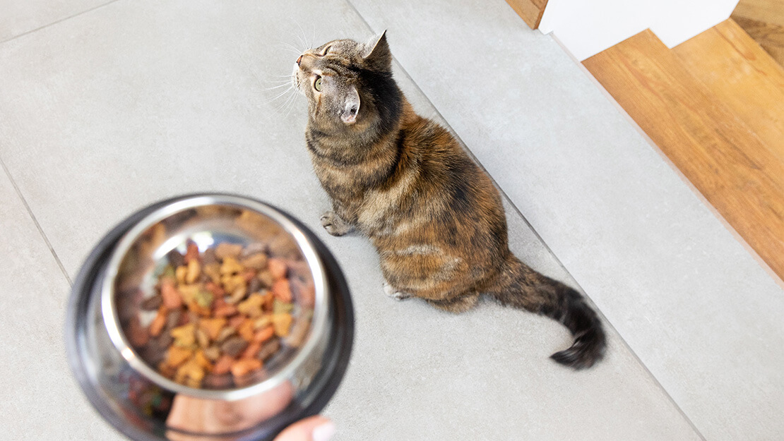 Gastrointestinal Cat Food For Digestive Health Purina