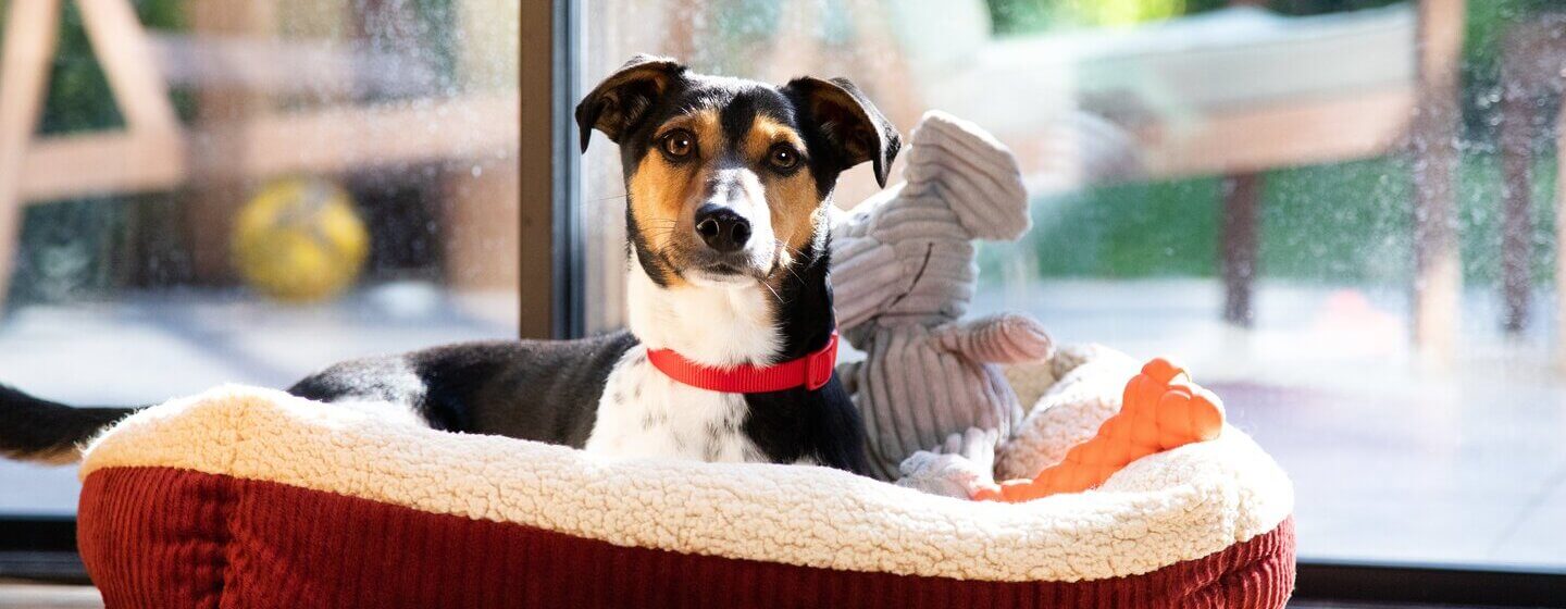 Blocker for under the couch, so my dog stops whining for her toys