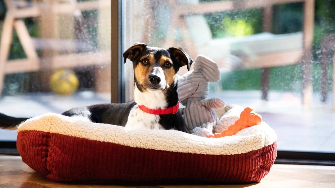 10 Tips To Help Your Dog Or Puppy Sleep Through The Night - Pethelpful