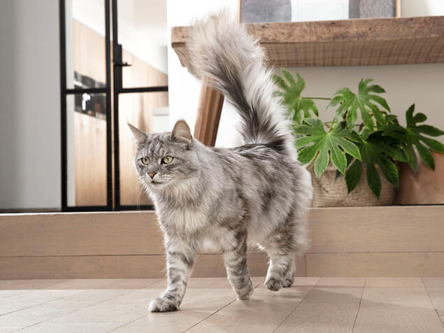 Purina One grey cat
