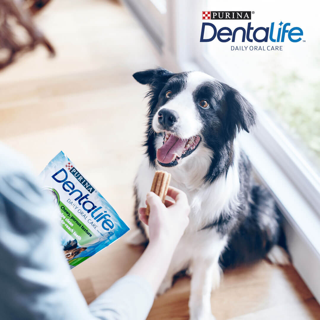Purina dog chews cheap