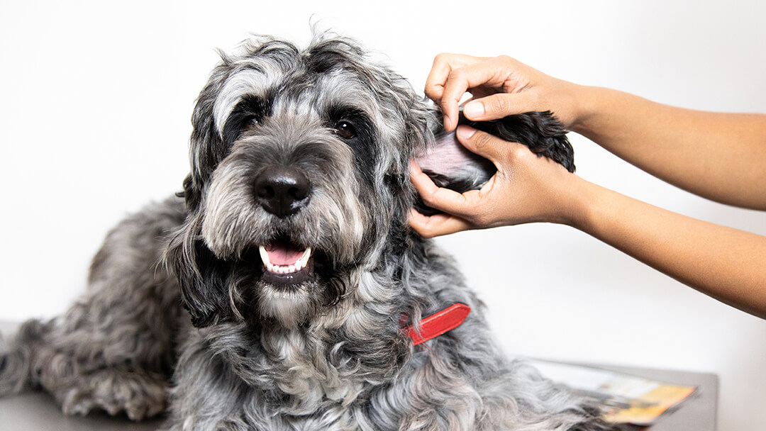 what does red mange look like on a dog