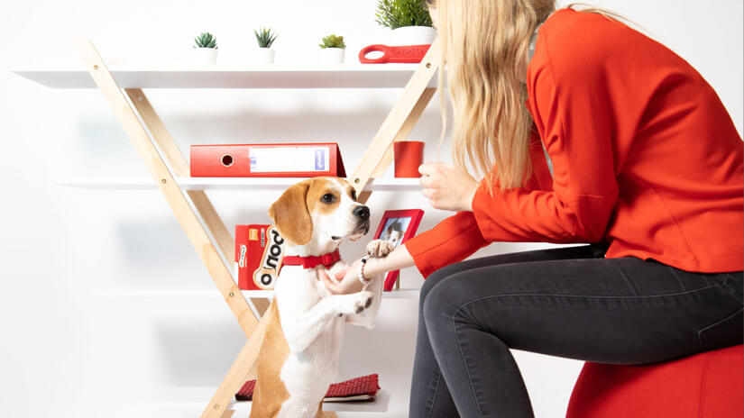 Beagle at a desk with Bonio boxes