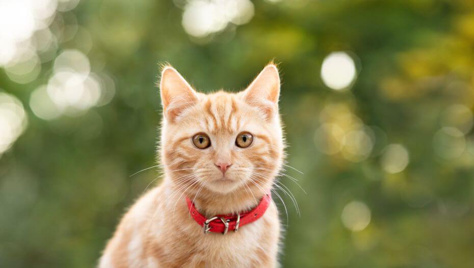Ginger cat with red collar and brown eyes.