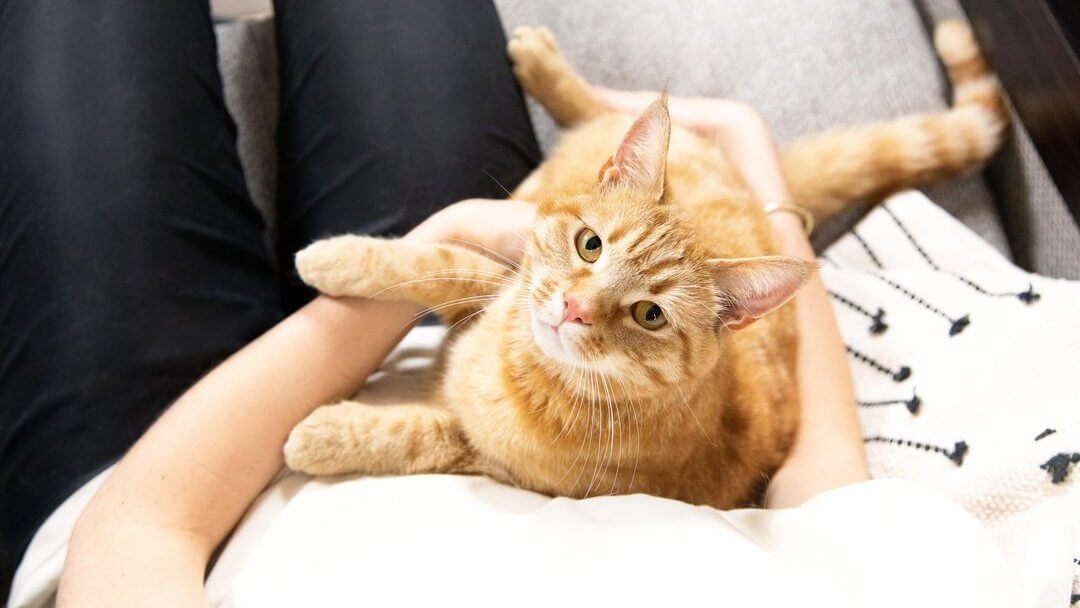 Ginger cat cradled by owner