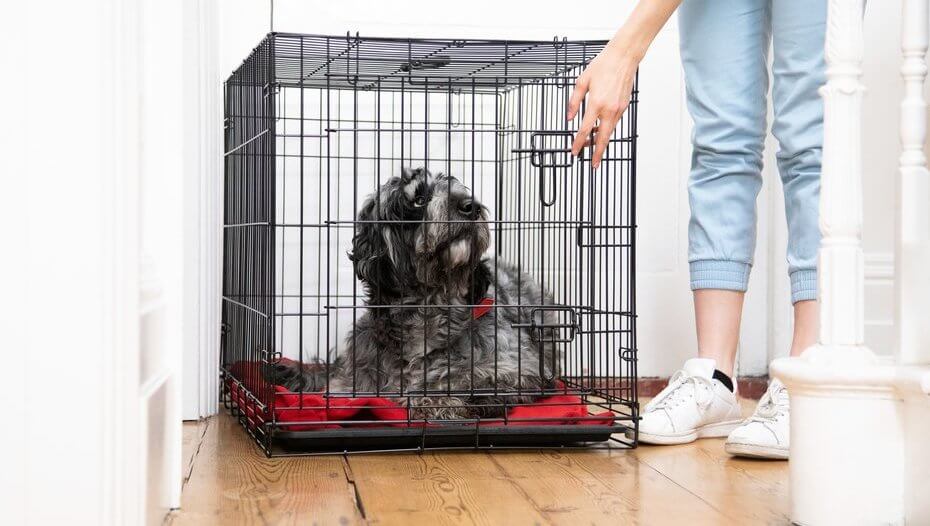 owner closing the gate of a playpen with dog inside