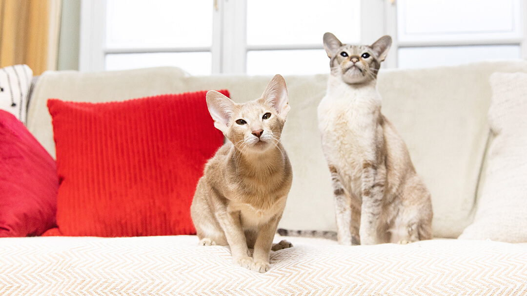 Two cats sitting on a sofa with red cushions