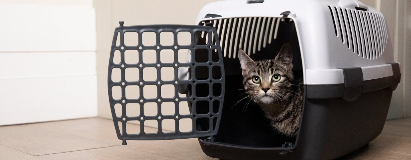 Why top opening cat carriers are the better choice for your cat.