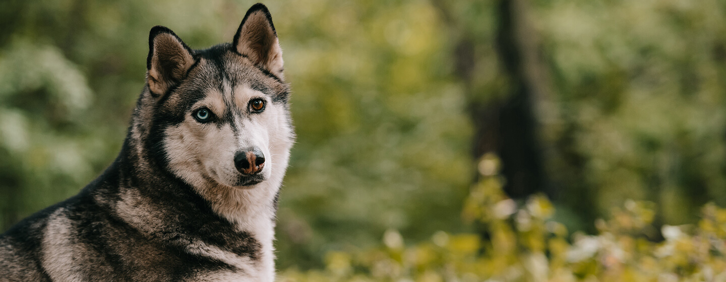 are huskies related to wolves