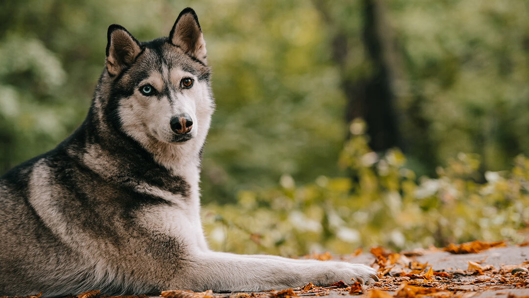 are wolves and huskies the same