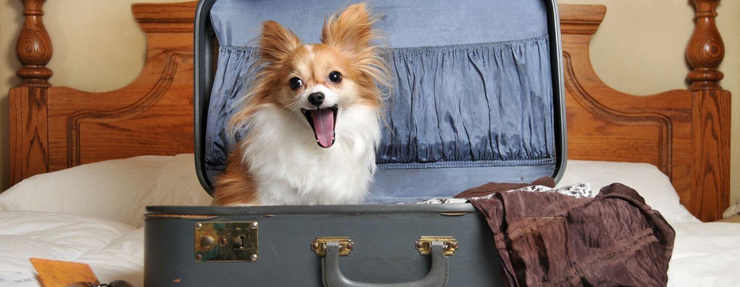 small dog yawning sitting in a suitcase